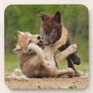 Posavasos Cachorros de Lobo Gris Luchando