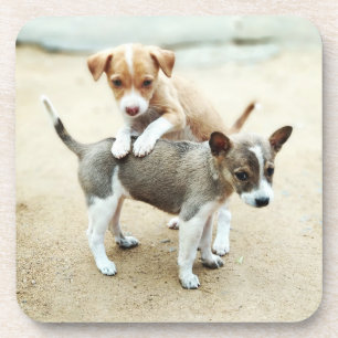 Posavasos Cachorros en la playa