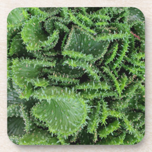 Posavasos Cactus