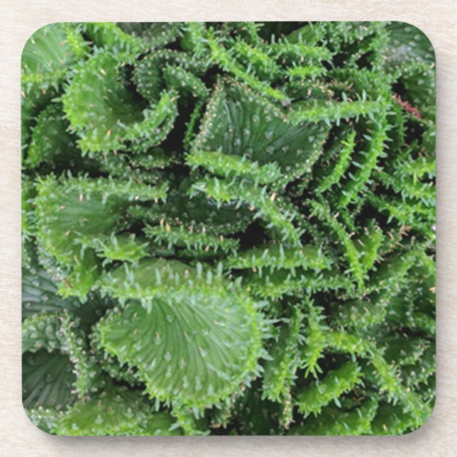 Posavasos Cactus (Frente)