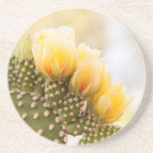 Posavasos Cactus amarillos florecen en Arizona