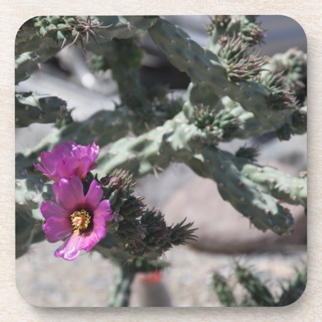 Posavasos Cactus Challa en flor (Frente)