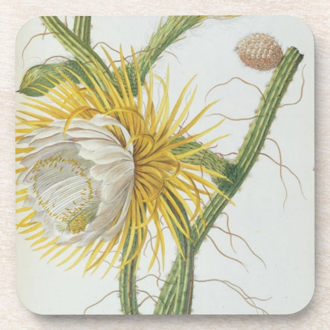 Posavasos Cactus: Cirio, Plantae Selectae" 175 de Trew de " (Frente)