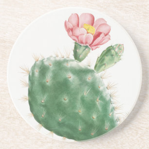 Posavasos Cactus Cochenillifer, Ilustración Antigua, 1799
