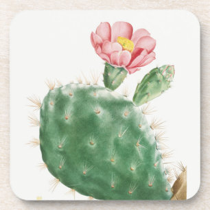 Posavasos Cactus Cochenillifer, Ilustración Antigua, 1799