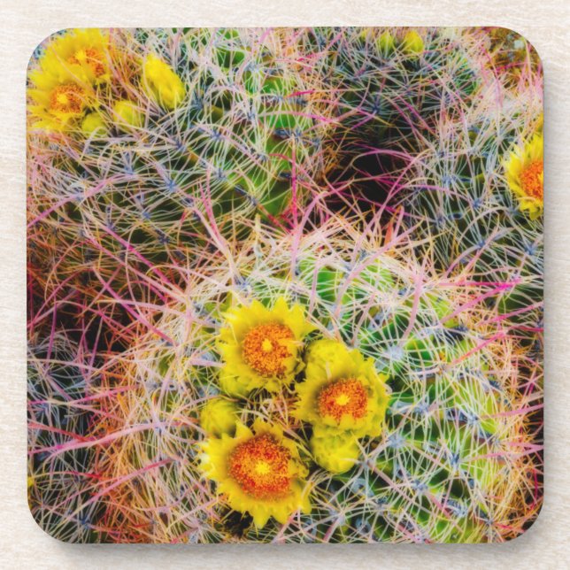 Posavasos Cactus de barril en primer plano, California (Frente)