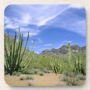 Posavasos Cactus del desierto en el Monumento Nacional Organ