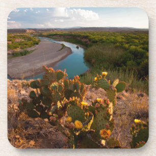 Posavasos Cactus Pear Prico (Opuntia Sp.)