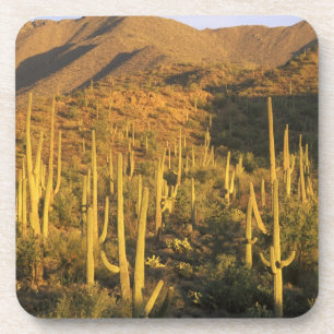 Posavasos Cactus saguaro en el Parque Nacional Saguaro cerca