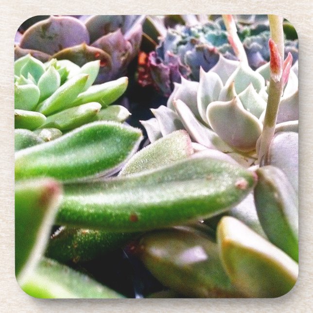 Posavasos Cactus Variety (Frente)