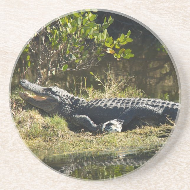 Posavasos Caimán Americano Descansando Humedal Naturaleza (Frente)