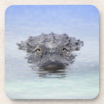 Caimán Americano – Lake Apopka Wildlife Drive