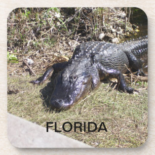 Posavasos Caimán de Florida descansando en cálido sol
