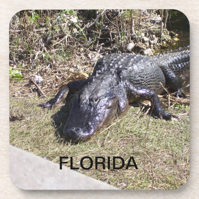 Posavasos Caimán de Florida descansando en cálido sol (Frente)