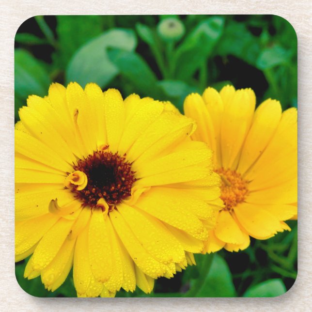 Posavasos Calendula Officinalis (Frente)