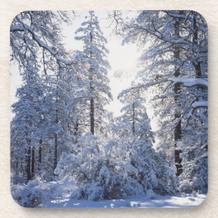 Posavasos California, Bosque Nacional Cleveland, Laguna 1
