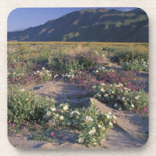 Posavasos California, Parque Estatal Desierto Anza-Borrego,