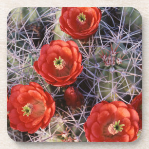 Posavasos California, Parque Nacional Joshua Tree, Claret