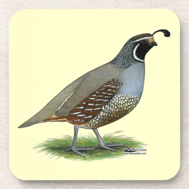 Posavasos California Valley Quail (Frente)
