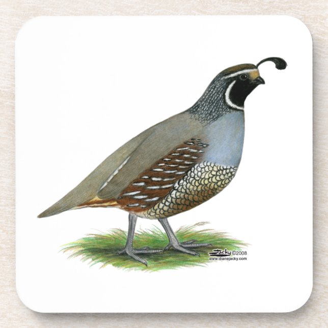 Posavasos California Valley Quail (Frente)