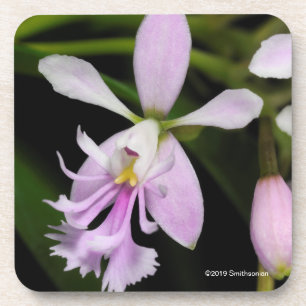 Posavasos Caligarium del Epidendrum