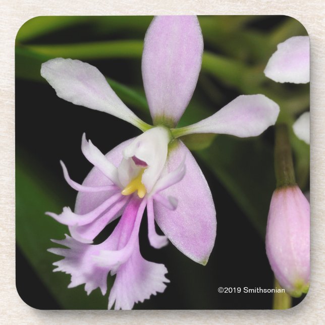 Posavasos Caligarium del Epidendrum (Frente)