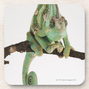 Posavasos Camaleón audazmente coloreado con característica