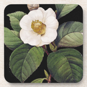Posavasos Camelia blanca