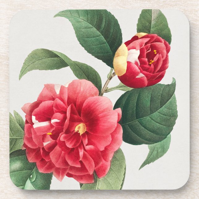 Posavasos Camelia Variada, Pierre-Joseph Redouté, 1833 (Frente)