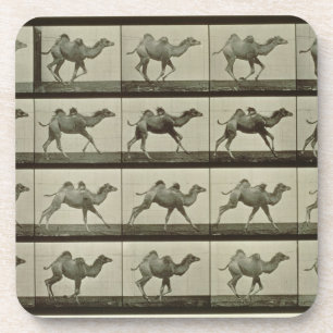Posavasos Camello, placa de la "locomoción animal", 1887