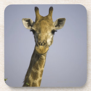 Posavasos (camelopardalis del giraffa), mirando la cámara,