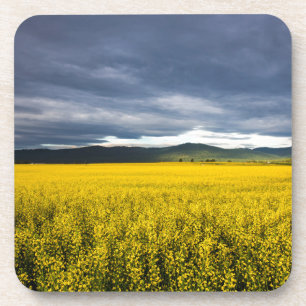 Posavasos Campo de canola en luz de la mañana en Flathead