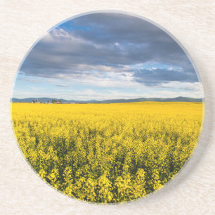 Posavasos Campo de canola en luz de última hora de la tarde