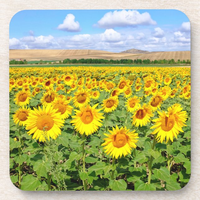 Posavasos Campo de girasol (Frente)