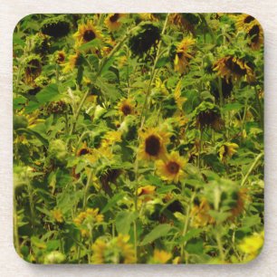Posavasos Campo de girasol