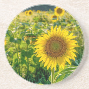 Posavasos Campo de girasol dorado