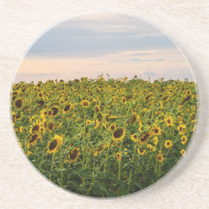 Posavasos Campo de girasol en luz nocturna