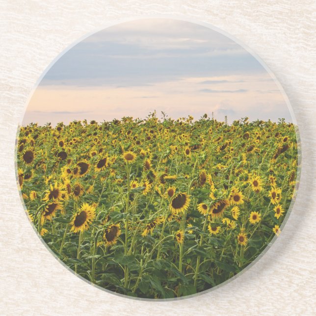 Posavasos Campo de girasol en luz nocturna (Frente)