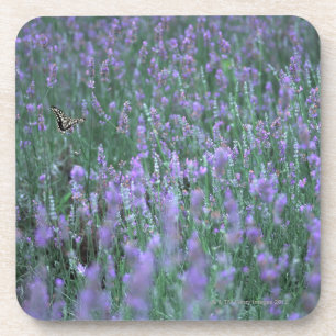 Posavasos Campo de la lavanda