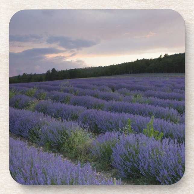 Posavasos Campo de la lavanda en la puesta del sol (Frente)