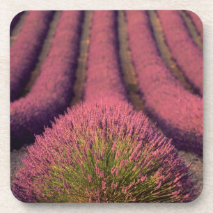 Posavasos Campo de lavanda en Alta Provenza, Francia 2