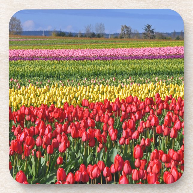 Posavasos Campo de tulipán colorido (Frente)