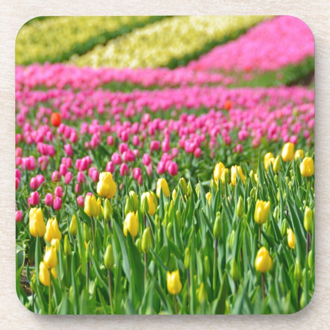 Posavasos Campos de colores (Frente)