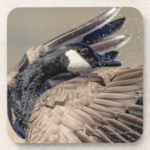 Posavasos Canada Goose