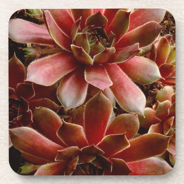 Posavasos Canadá, . Planta suculenta (Frente)