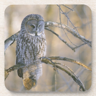Posavasos Canadá, Quebec. Gran búho gris posado en un árbol