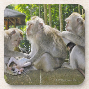 Posavasos Cangrejo-comiendo el Macaque, fasciularis del