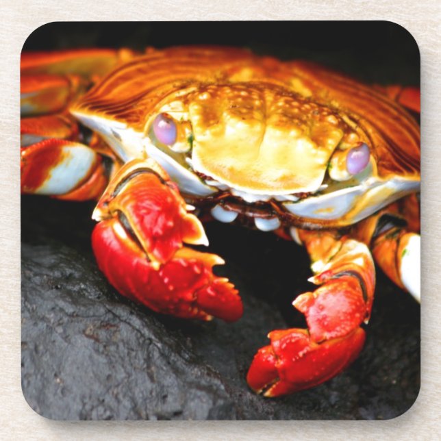 Posavasos Cangrejo de las Islas Galápagos (Frente)