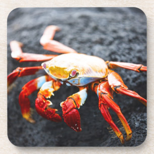 Posavasos Cangrejo del lightfoot de Sally en una roca negra