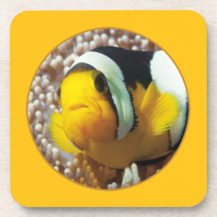 Posavasos Cangrejos de payaso - ¡Acércate! Diseño fotográfic